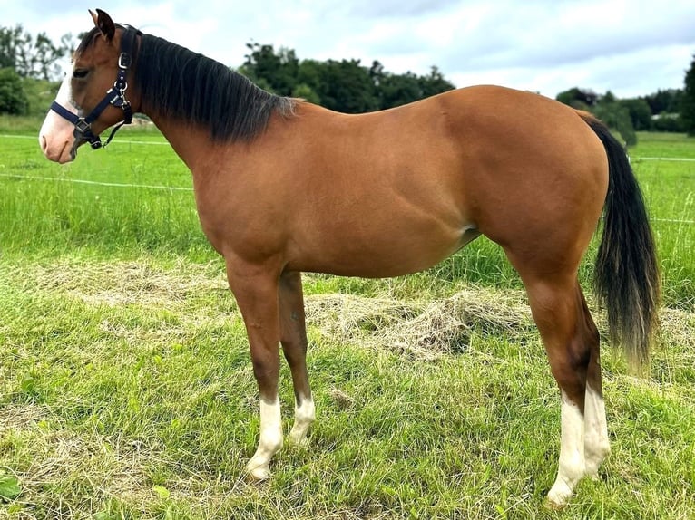 American Quarter Horse Klacz 1 Rok 152 cm Gniada in Clausthal-Zellerfeld