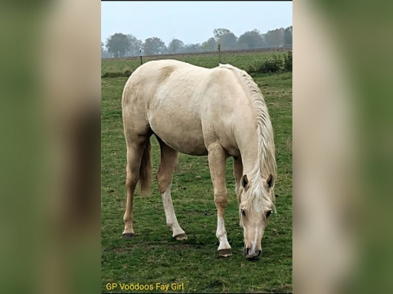 American Quarter Horse Klacz 1 Rok 152 cm Izabelowata in Edemissen