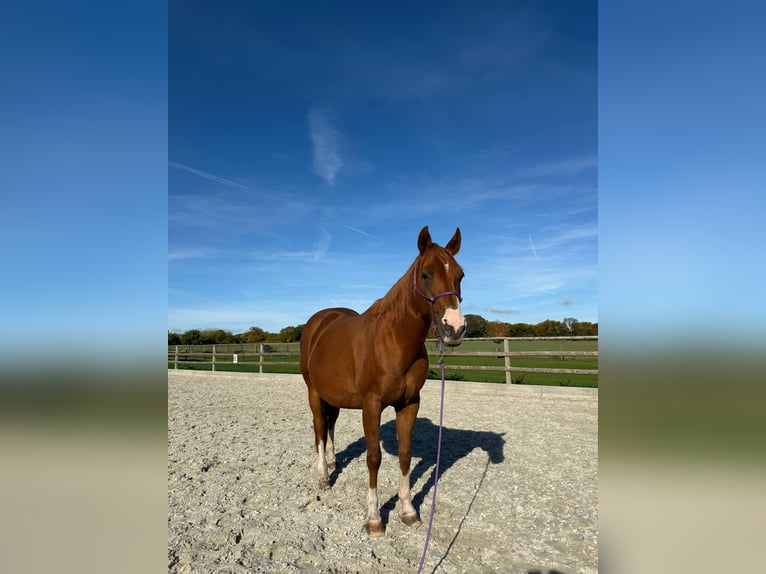 American Quarter Horse Klacz 1 Rok 152 cm Kasztanowata in Schönberg
