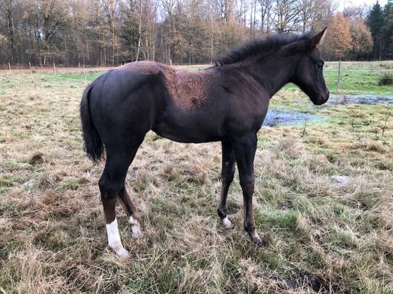 American Quarter Horse Klacz 1 Rok 153 cm Ciemnogniada in Soltau