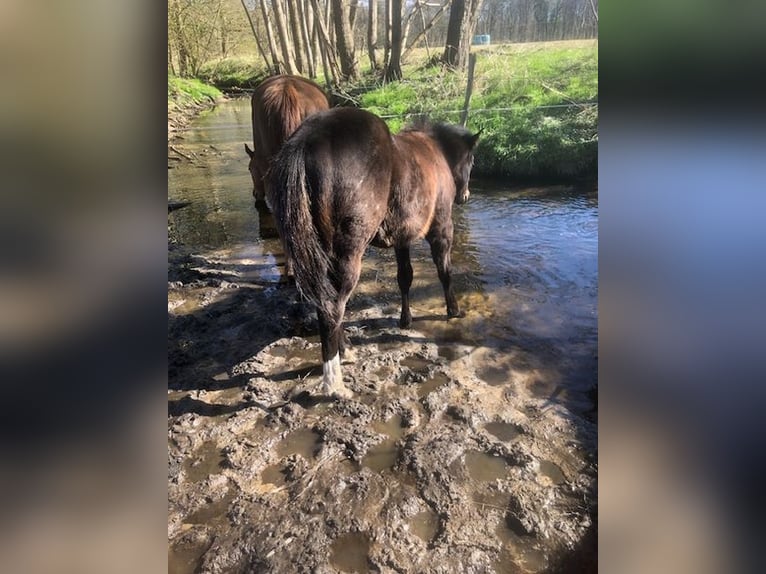 American Quarter Horse Klacz 1 Rok 153 cm Ciemnogniada in Soltau