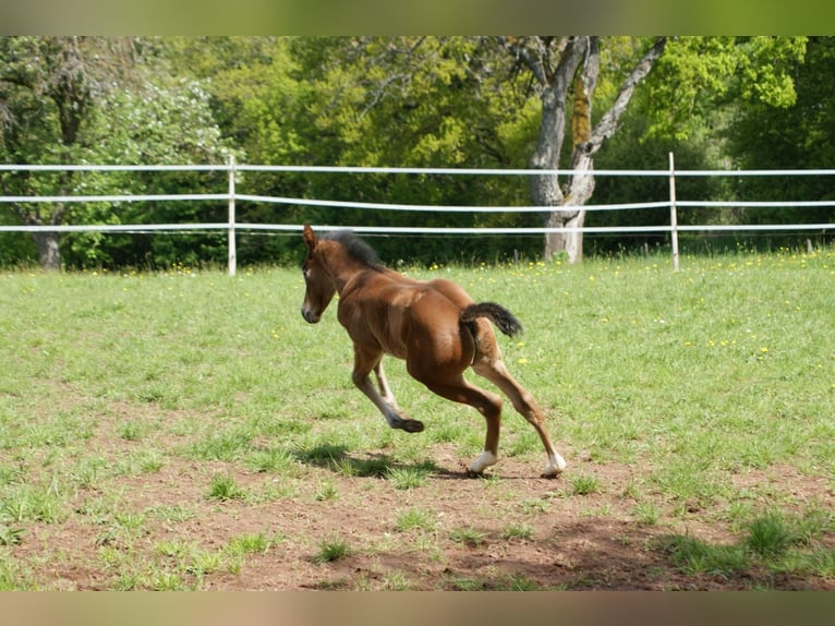 American Quarter Horse Klacz 1 Rok 153 cm Gniada in Breitenbach