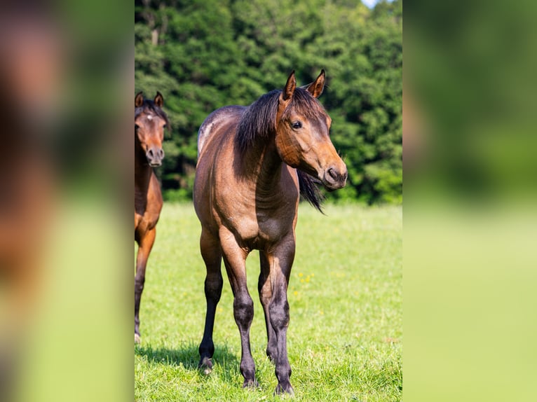 American Quarter Horse Klacz 1 Rok 153 cm Gniadodereszowata in Herzberg am Harz