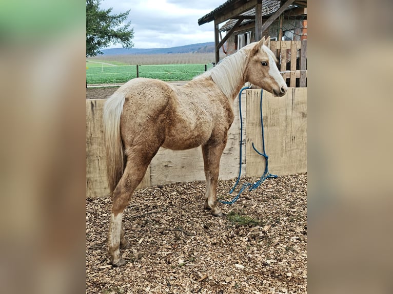 American Quarter Horse Klacz 1 Rok 153 cm Izabelowata in Klingenberg am Main