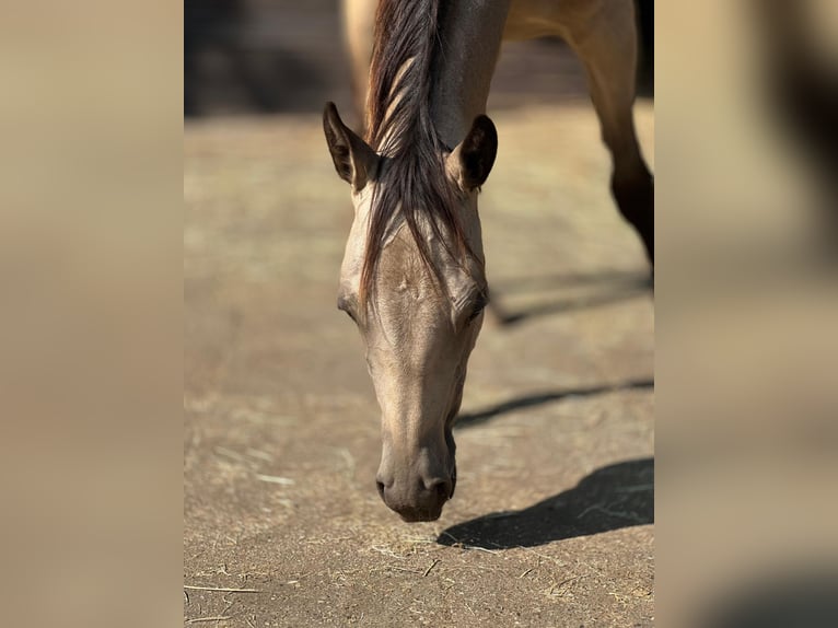 American Quarter Horse Klacz 1 Rok 153 cm Jelenia in Bergkamen