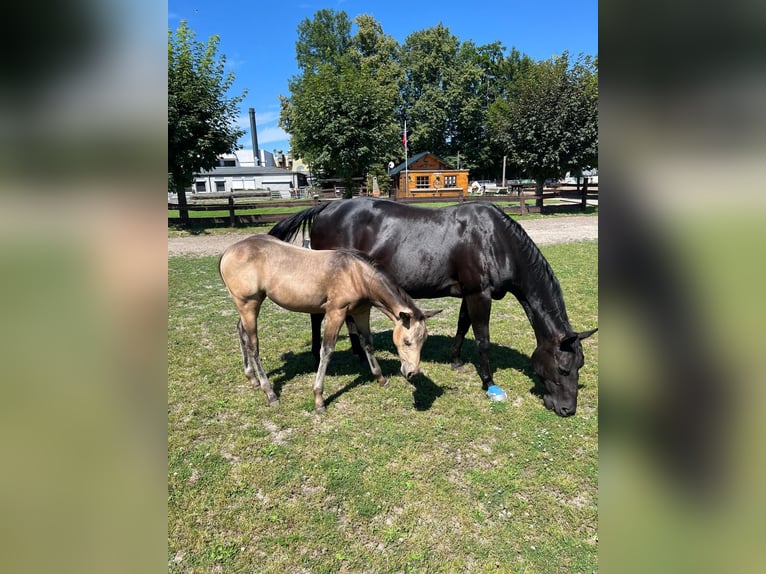 American Quarter Horse Klacz 1 Rok 153 cm Jelenia in Bergkamen
