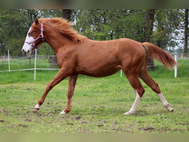 American Quarter Horse Klacz 1 Rok 153 cm Kasztanowata in Stade