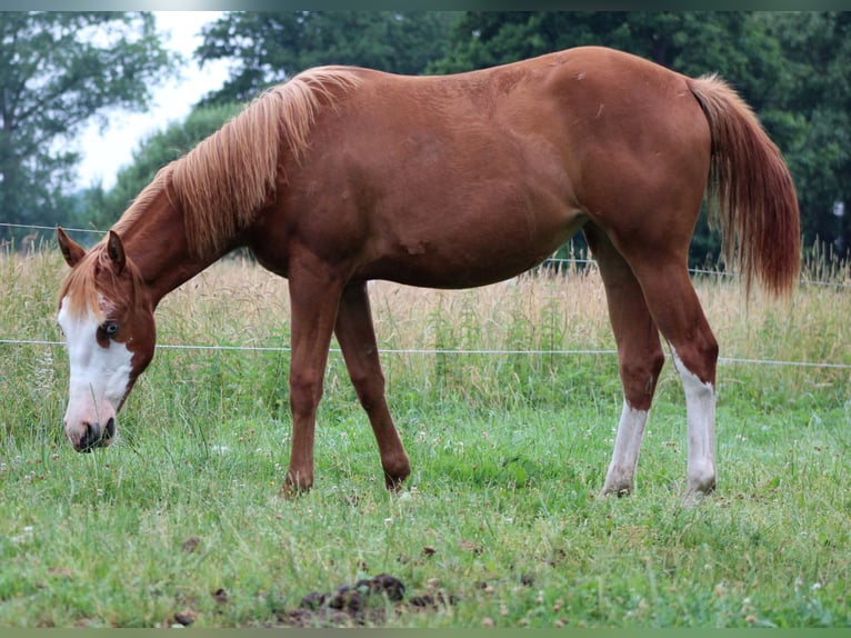 American Quarter Horse Klacz 1 Rok 153 cm Kasztanowata in Stade