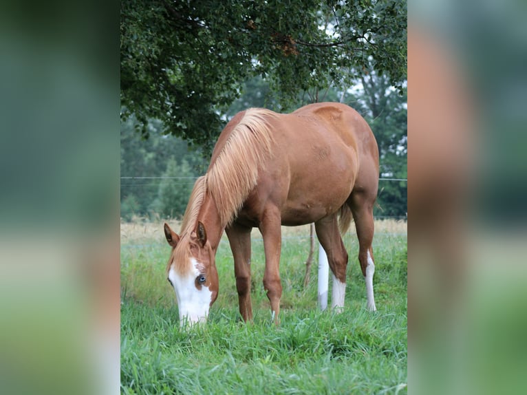American Quarter Horse Klacz 1 Rok 153 cm Kasztanowata in Stade