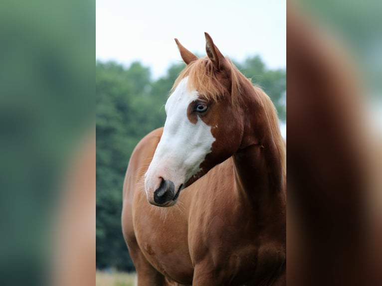 American Quarter Horse Klacz 1 Rok 153 cm Kasztanowata in Stade