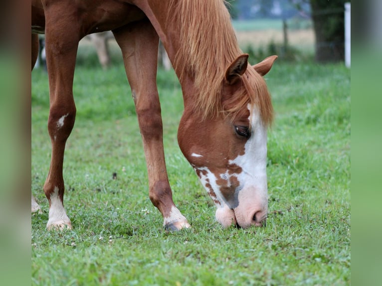 American Quarter Horse Klacz 1 Rok 153 cm Kasztanowata in Stade
