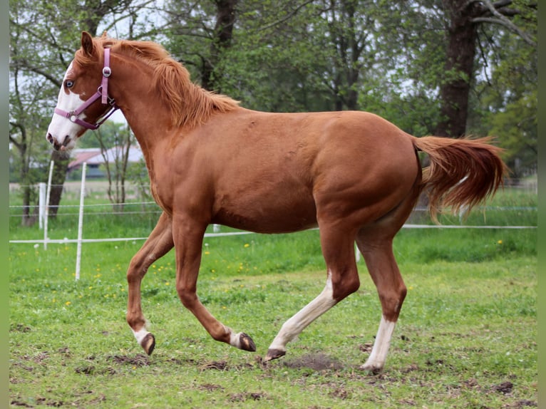 American Quarter Horse Klacz 1 Rok 153 cm Kasztanowata in Stade