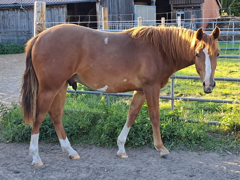 American Quarter Horse Klacz 1 Rok 153 cm Kasztanowata in Weste