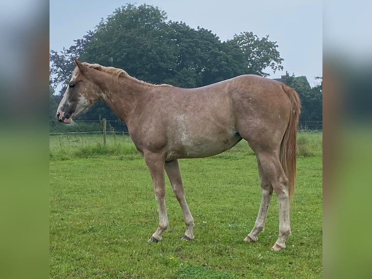 American Quarter Horse Klacz 1 Rok 154 cm Overo wszelkich maści in Duisburg