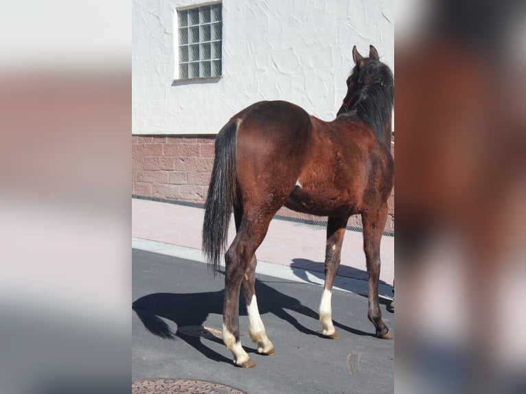 American Quarter Horse Klacz 1 Rok 155 cm Gniada in Marktheidenfeld