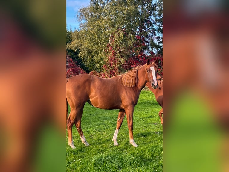 American Quarter Horse Klacz 1 Rok 155 cm Kasztanowata in Bad Zwischenahn