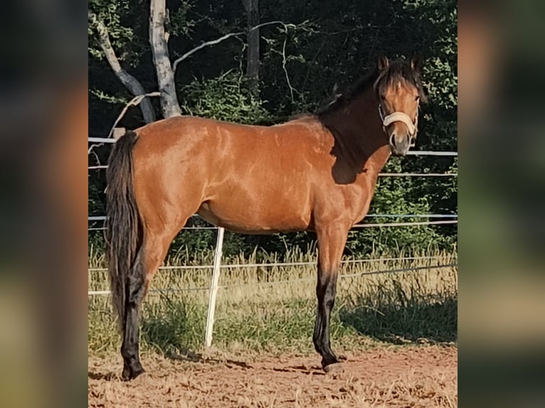 American Quarter Horse Mix Klacz 1 Rok 155 cm  in Merchweiler