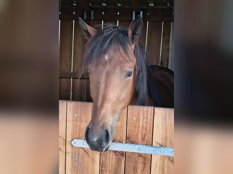 American Quarter Horse Mix Klacz 1 Rok 155 cm  in Merchweiler