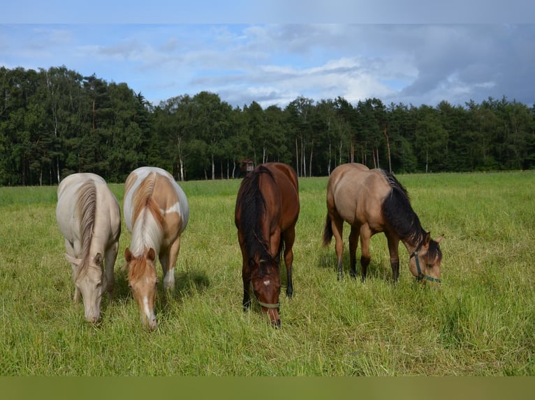 American Quarter Horse Klacz 1 Rok 155 cm Skarogniada in Nordhorn