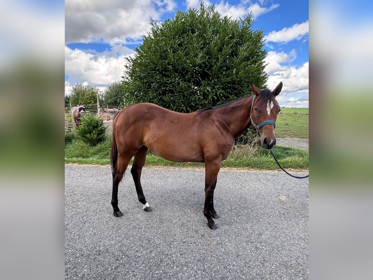 American Quarter Horse Klacz 1 Rok 158 cm Gniada in Kirchendemenreuth