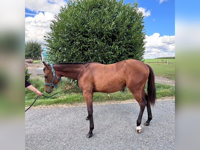 American Quarter Horse Klacz 1 Rok 158 cm Gniada in Kirchendemenreuth