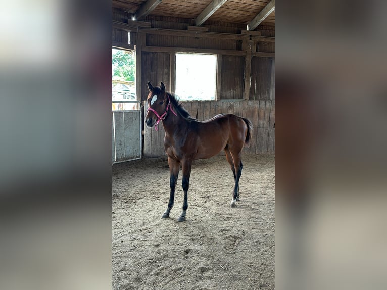 American Quarter Horse Klacz 1 Rok 158 cm Gniada in Kirchendemenreuth