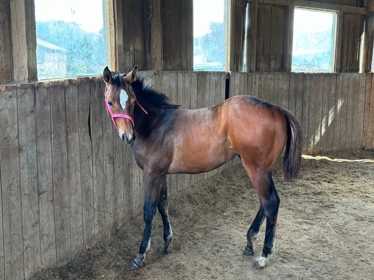 American Quarter Horse Klacz 1 Rok 158 cm Gniada in Kirchendemenreuth