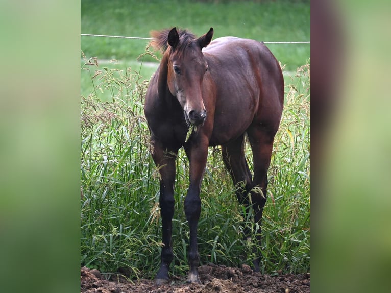 American Quarter Horse Klacz 1 Rok 158 cm Gniada in Pranzing