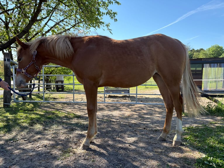 American Quarter Horse Klacz 1 Rok 158 cm Kasztanowata in Burscheid
