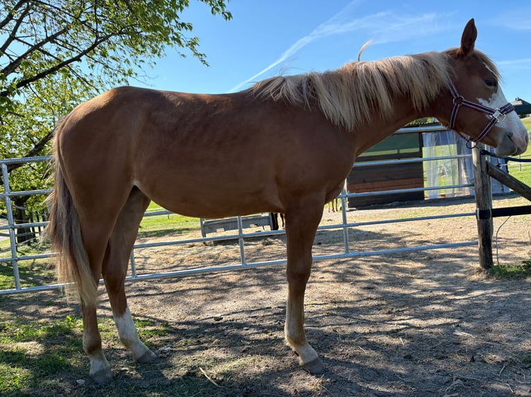 American Quarter Horse Klacz 1 Rok 158 cm Kasztanowata in Burscheid