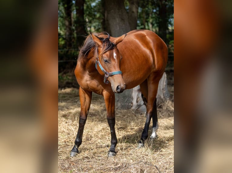 American Quarter Horse Klacz 1 Rok 160 cm Gniada in Straelen