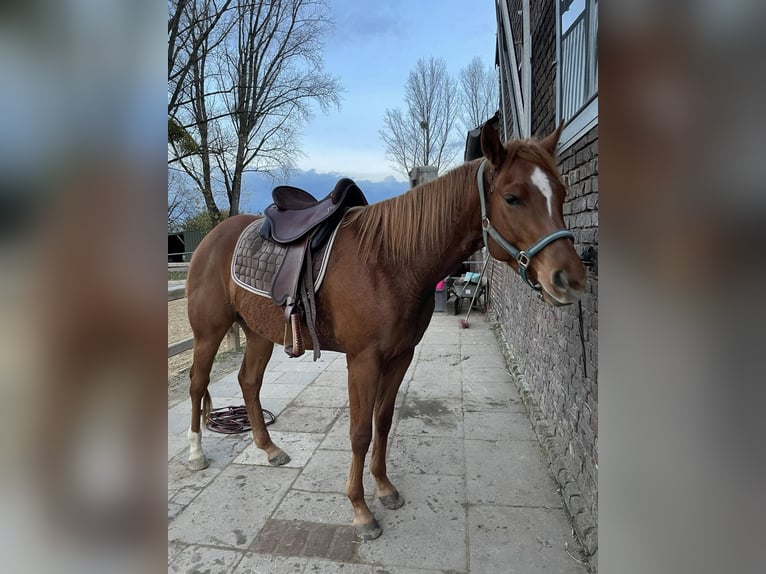 American Quarter Horse Klacz 1 Rok 160 cm Gniada in Straelen