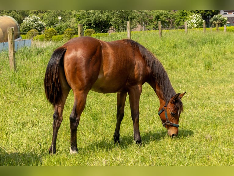 American Quarter Horse Klacz 1 Rok 160 cm Gniada in Straelen