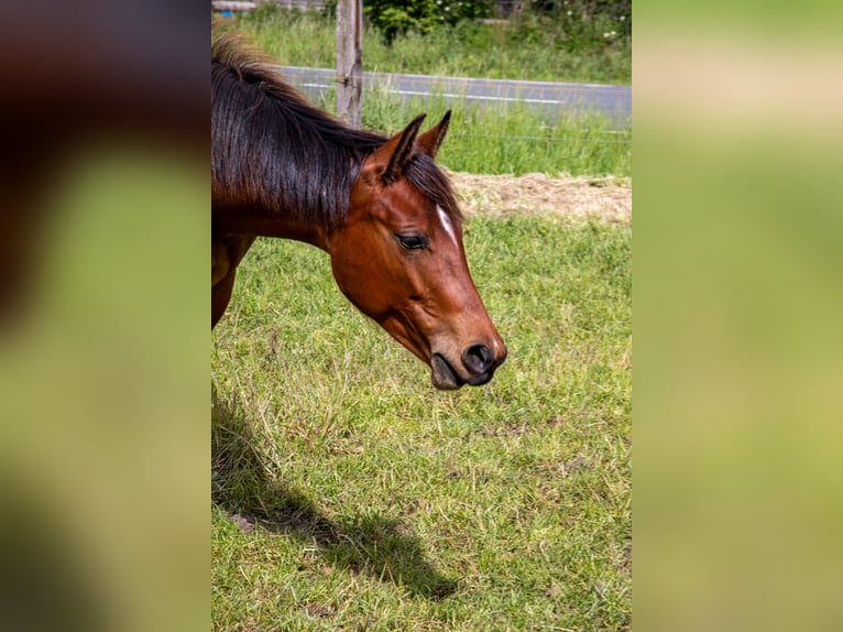 American Quarter Horse Klacz 1 Rok 160 cm Gniada in Straelen