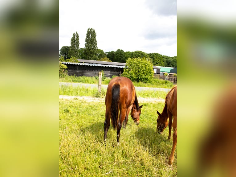 American Quarter Horse Klacz 1 Rok 160 cm Gniada in Straelen