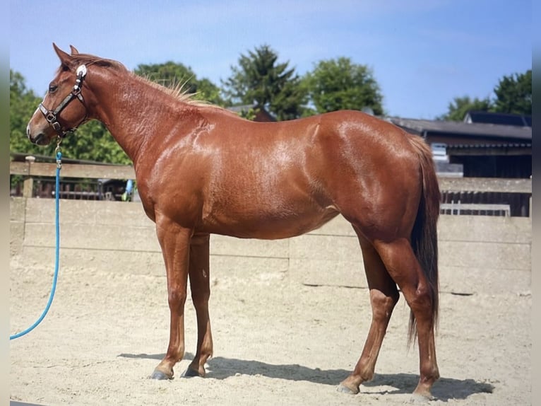 American Quarter Horse Klacz 1 Rok 160 cm Gniada in Straelen