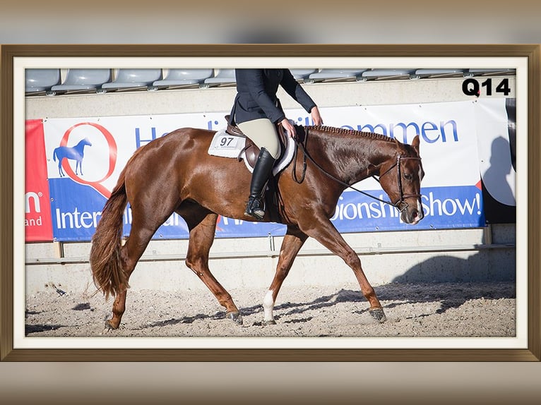 American Quarter Horse Klacz 1 Rok 160 cm Gniada in Straelen