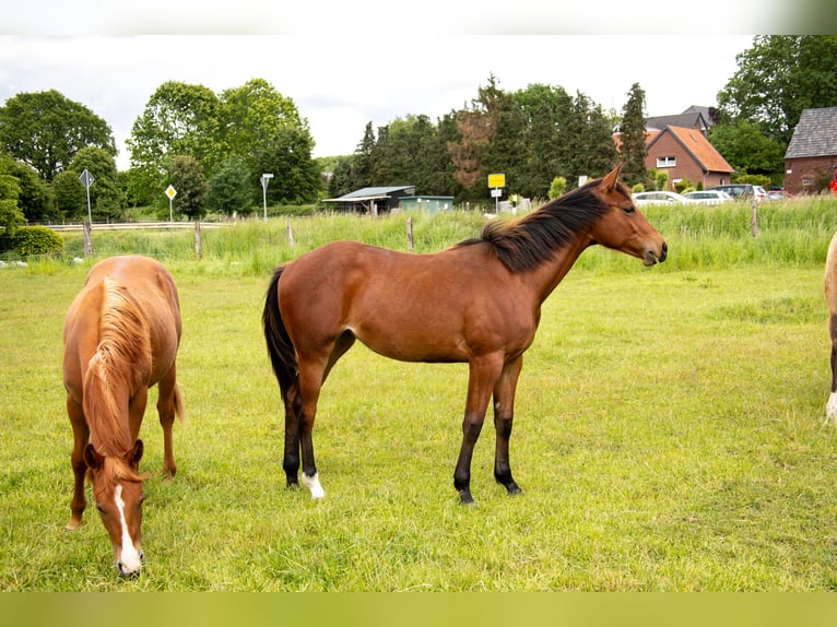 American Quarter Horse Klacz 1 Rok 160 cm Gniada in Straelen