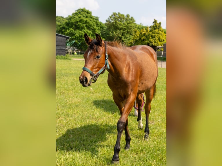 American Quarter Horse Klacz 1 Rok 160 cm Gniada in Straelen
