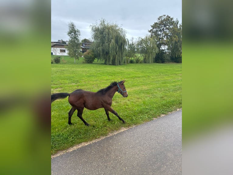 American Quarter Horse Klacz 1 Rok 162 cm Gniada in Langenau