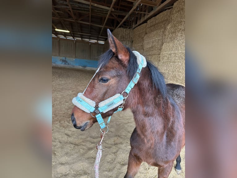 American Quarter Horse Klacz 1 Rok 162 cm Gniada in Langenau