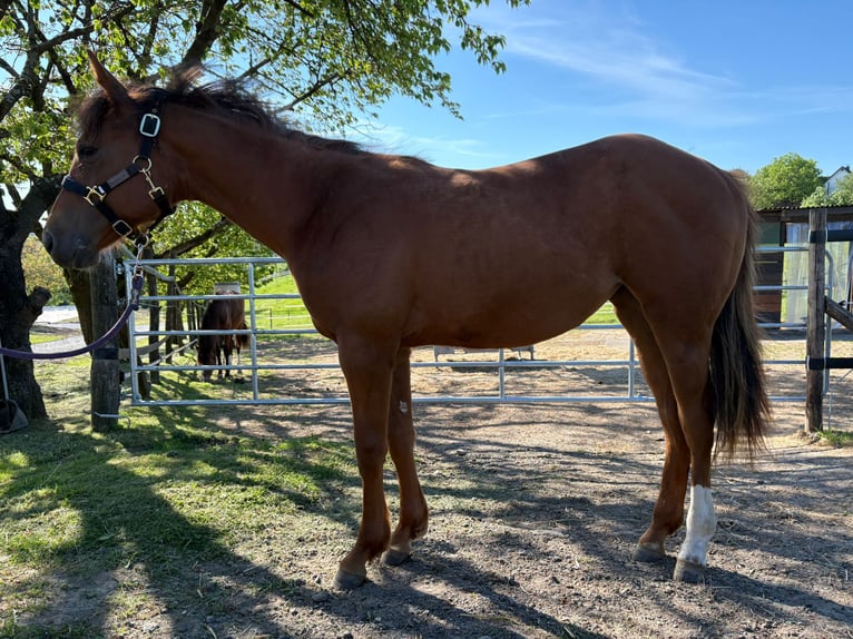 American Quarter Horse Klacz 1 Rok 163 cm Kasztanowata in Burscheid