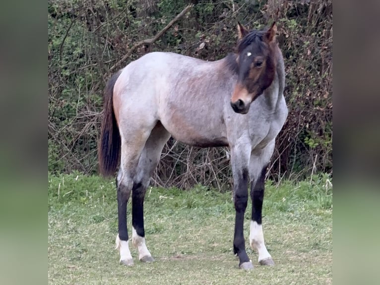 American Quarter Horse Klacz 1 Rok 165 cm Gniadodereszowata in Eibiswald