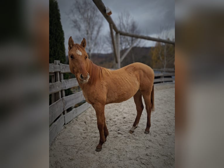 American Quarter Horse Klacz 1 Rok Bułana in Brenna
