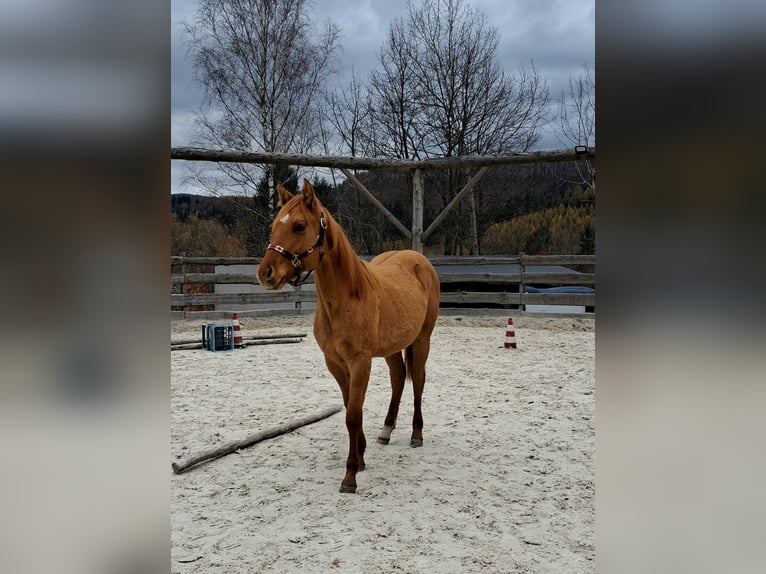 American Quarter Horse Klacz 1 Rok Bułana in Brenna