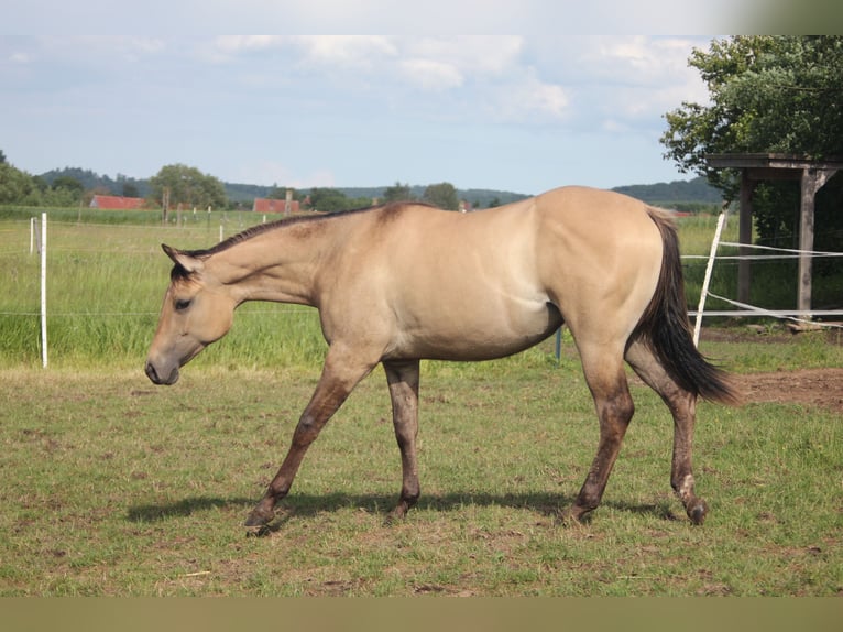 American Quarter Horse Klacz 1 Rok Bułana in Blomberg