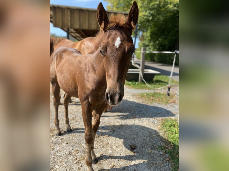 American Quarter Horse Klacz 1 Rok Ciemnokasztanowata in Windeck