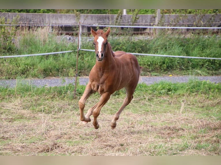 American Quarter Horse Klacz 1 Rok Ciemnokasztanowata in Twistetal