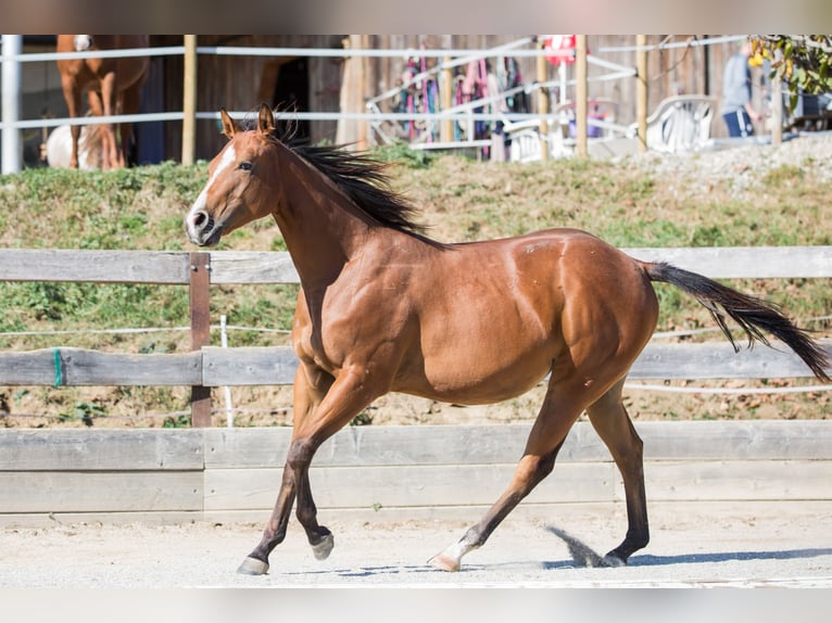 American Quarter Horse Klacz 1 Rok Gniada in Oisnitz