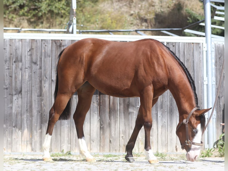 American Quarter Horse Klacz 1 Rok Gniada in Eores